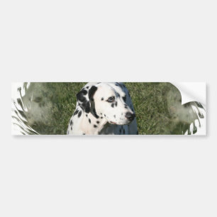 Dalmatian Bumper Sticker