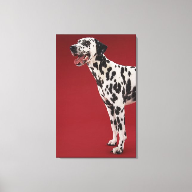 Dalmatian Canvas Print (Front)