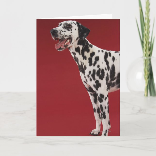 Dalmatian Card (Front)