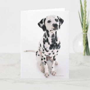 Dalmatian Card