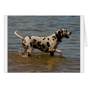 Dalmatian Dog