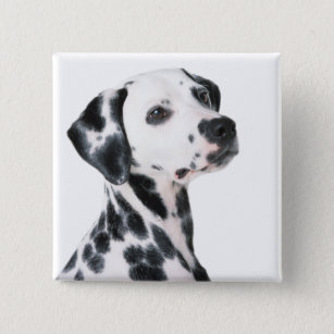 Dalmatian dog beautiful photo, gift 2 inch square button