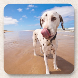 Dalmatian Dog On Beach Coaster