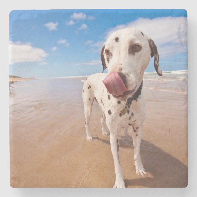 Dalmatian Dog On Beach Stone Coaster (Front)