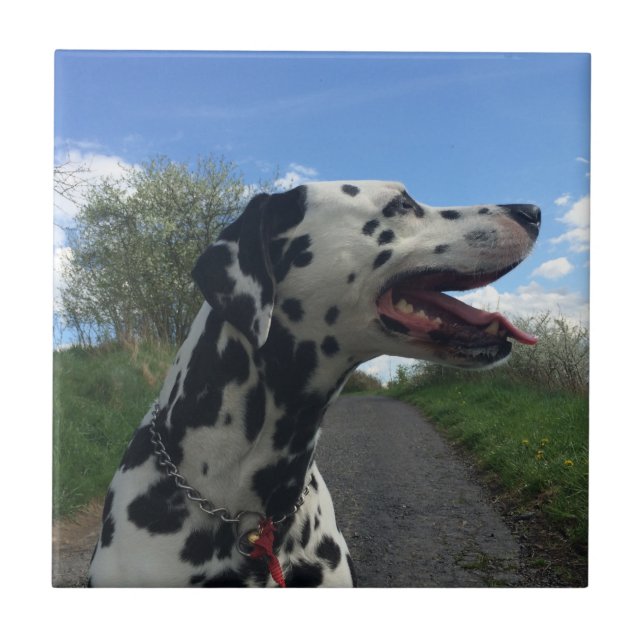 Dalmatian Dog on Walking Path, Sunny Day Tile (Front)