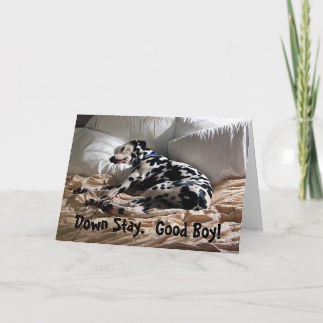 Dalmatian Down Stay Card (Front)