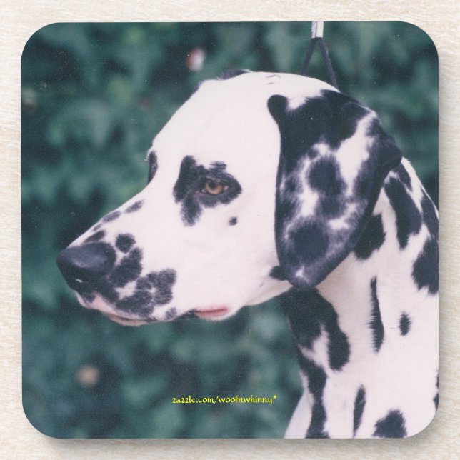 Dalmatian Headstudy Coaster (Front)