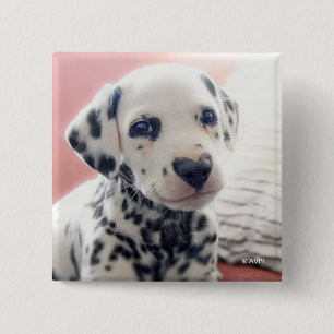 Dalmatian Heart Nose 2 Inch Square Button