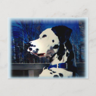 Dalmatian "Kelso" ~ Postcard