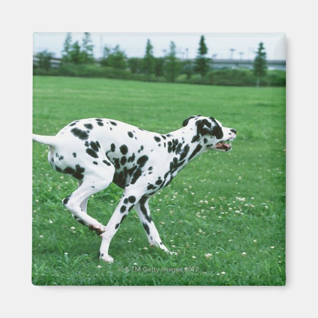 Dalmatian Magnet (Front)