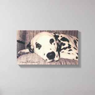 Dalmatian on a Couch -- Sparkler Canvas Print