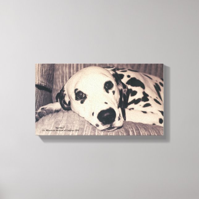 Dalmatian on a Couch -- Sparkler Canvas Print (Front)