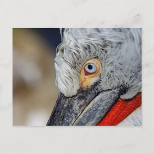Dalmatian Pelican Postcard