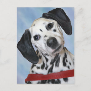 Dalmatian Photo Postcard