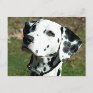 dalmatian.png postcard
