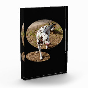 Dalmatian Popout Art, Photo Block