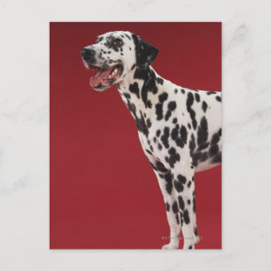 Dalmatian Postcard
