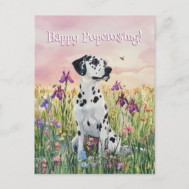 Dalmatian Postcrossing - Postcard (Front)