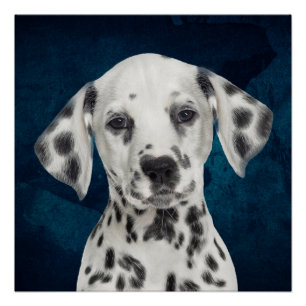 Dalmatian Poster