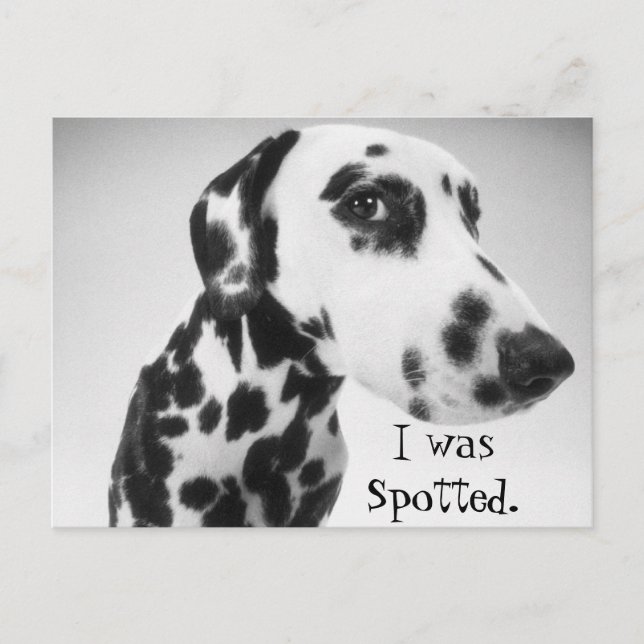 Dalmatian Products Postcard (Front)