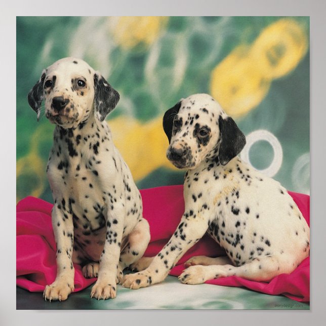 Dalmatian Puppies Poster (Front)