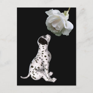 Dalmatian Puppy And White Rose Postcard