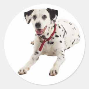 Dalmatian Puppy Dog Greeting Stickers / Labels