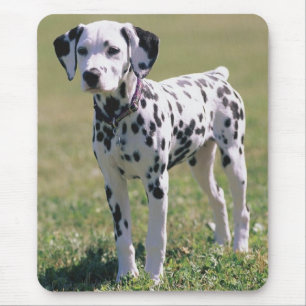 Dalmatian Puppy Dog Mousepad