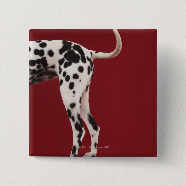 Dalmatian Rear 2 Inch Square Button (Front)