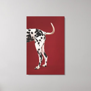 Dalmatian Rear Canvas Print