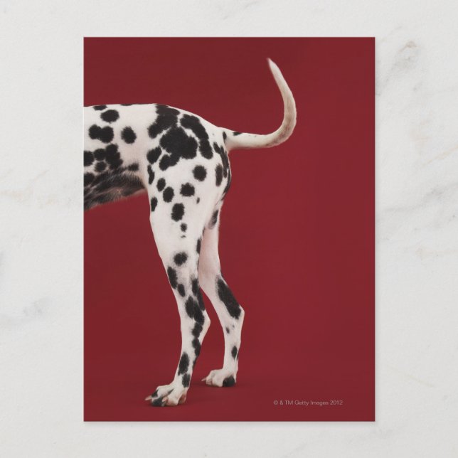 Dalmatian Rear Postcard (Front)