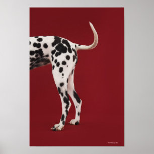 Dalmatian Rear Poster