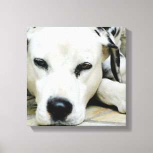 Dalmatian Resting  Canvas Print