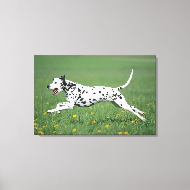 Dalmatian Running Canvas Print (Front)