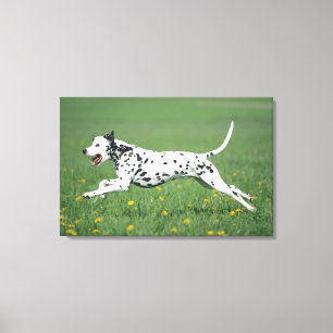 Dalmatian Running Canvas Print