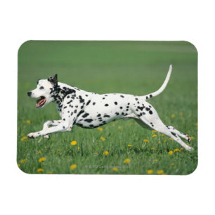 Dalmatian Running Magnet