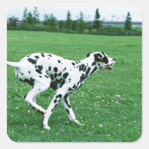 Dalmatian Square Sticker