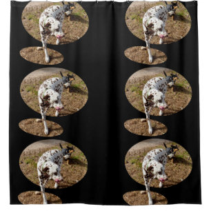 Dalmatian Stepping Out Of Window Frame,