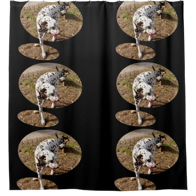 Dalmatian Stepping Out Of Window Frame, (Front)