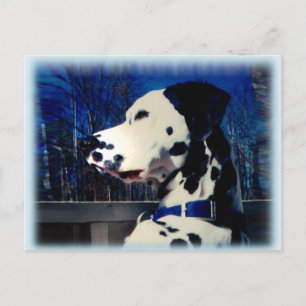 Dalmatie "Kelso" ~ Carte postale