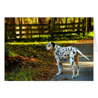 DALMATIEN