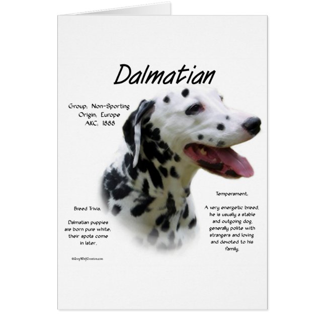 Dalmatien (noir) Conception de l'histoire (Devant)