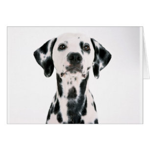 DALMATION DE CHIEN SPOTTY