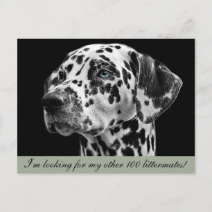 Dalmation Dog Postcard