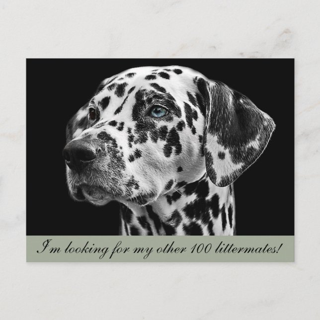 Dalmation Dog Postcard (Front)