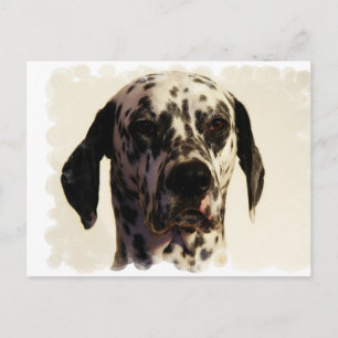 Dalmation Dog Postcard