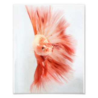 Dalmation Halfmoon Betta FIsh Photo Print