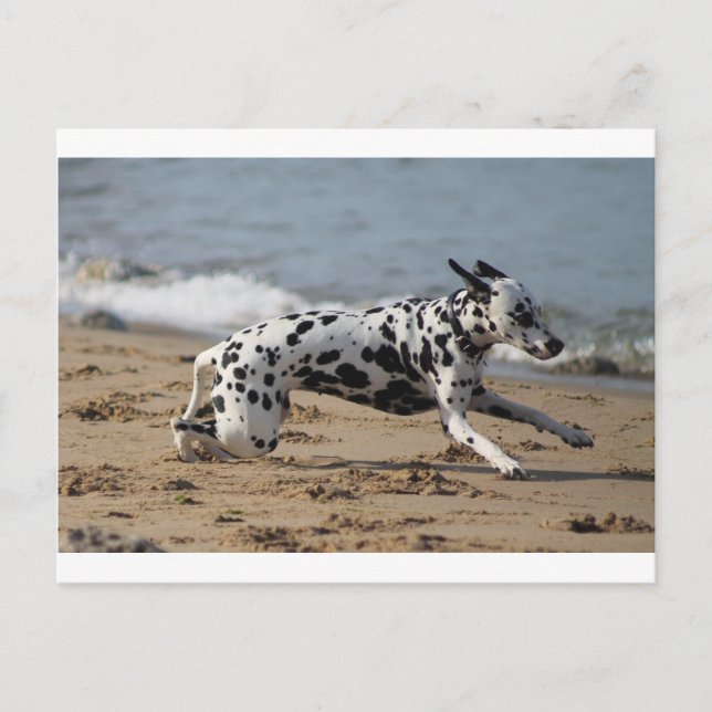 Dalmation Postcard (Front)