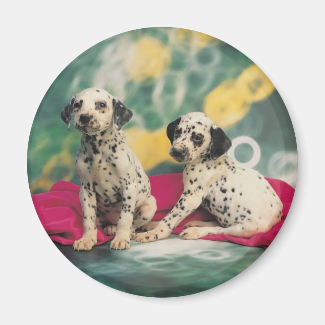 Dalmation Puppies Magnet (Front)