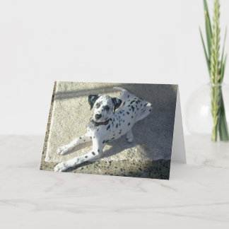 Dalmation Puppy Card